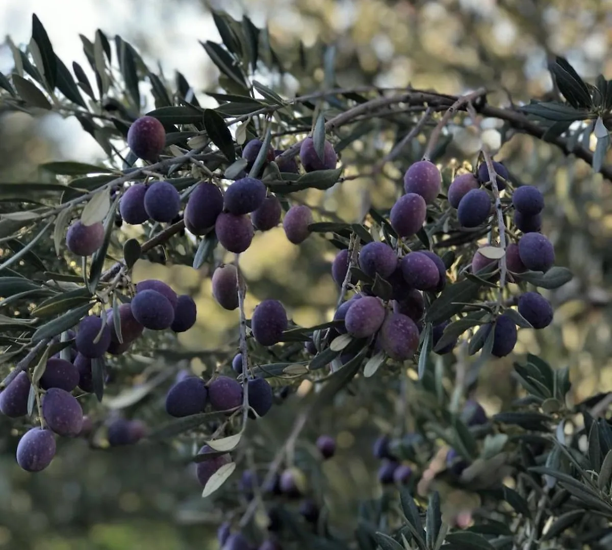 הוילה Pierrevert Le Grand Bouteillan צרפת